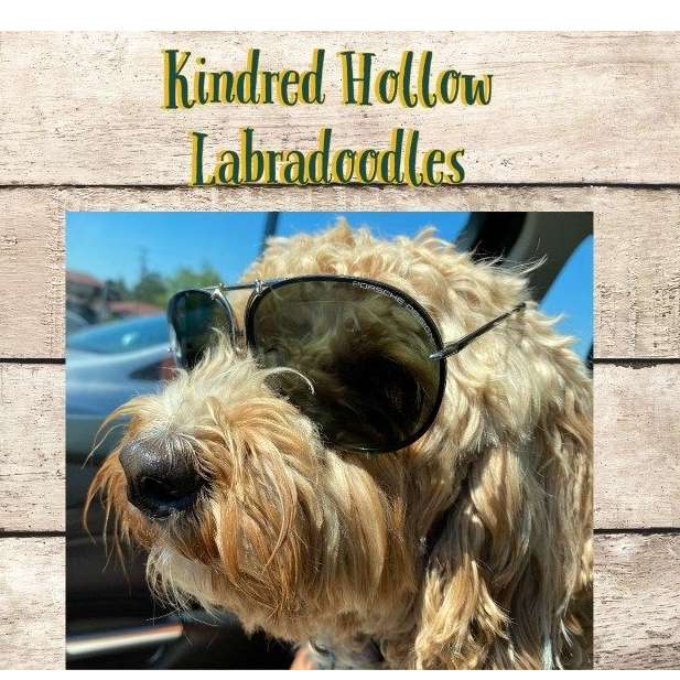Kindred Hollow Labradoodles