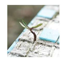 Solutions Counselling Services