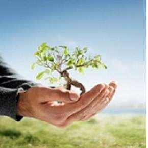 Galle Excavation and Tree Care