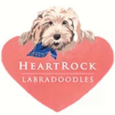 HeartRock Labradoodles