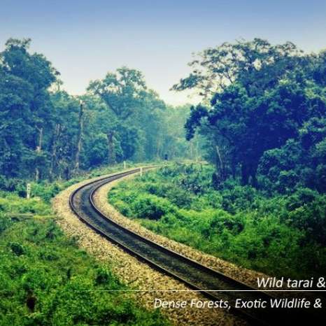 Why Choose a Dooars Tour Package from Kolkata for Your Next Nature Escape