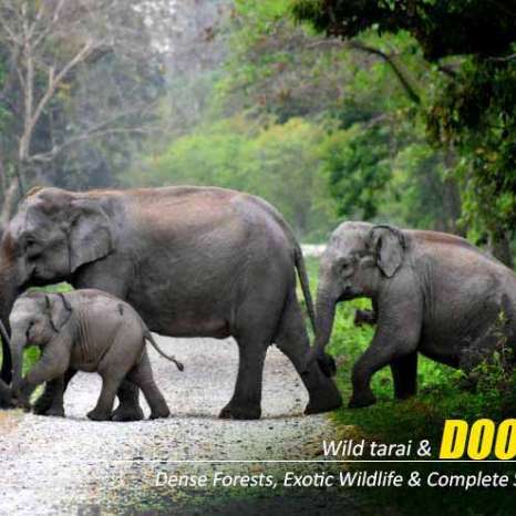 Best Experience of Wildlife with The Dooars Tour with Jaldapara Elephant Safari