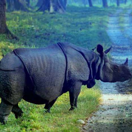 Dooars Package Tour from Kolkata for Peaceful Nature and Jungle Stays