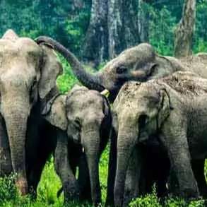 Affordable Dooars Tour Package from Kolkata with Train & Car Transfers