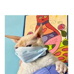 Wilton Manors Animal Hospital