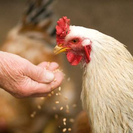 Cowtown Feed & Livestock