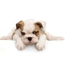 Pet Supplies Plus - Somersworth