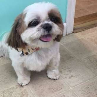 Grooming By Jessie
