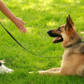 Sit Means Sit Dog Training
