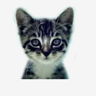 We Love Cats and Kittens