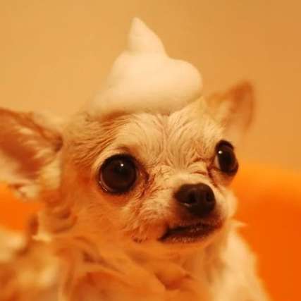 Pawsitive Images