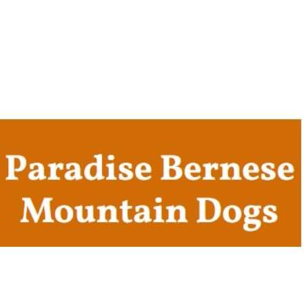 Paradise Bernese Mountain Dogs