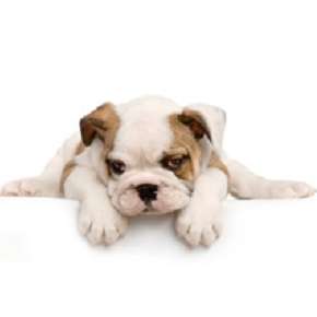 The Best Friend Pet Services