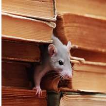 ProActive Pest Control