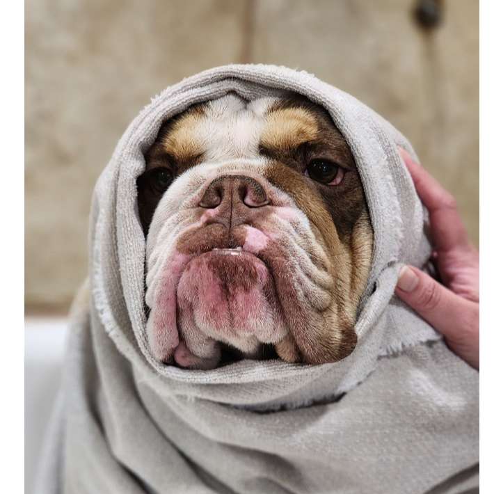 Pawsh Pet Salon & Spa