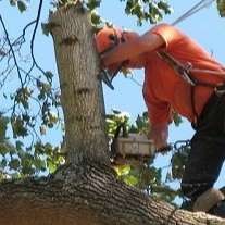 Albany Tree Service